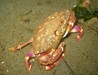 Photo of Metacarcinus gracilis